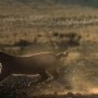 非洲野猫捕猎野生麻雀 展示惊人身体灵活性
